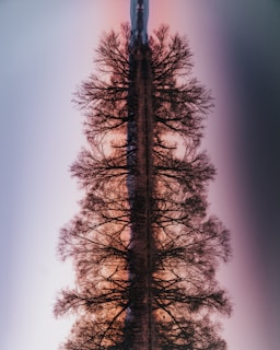 brown bare tree under white sky