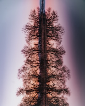 brown bare tree under white sky