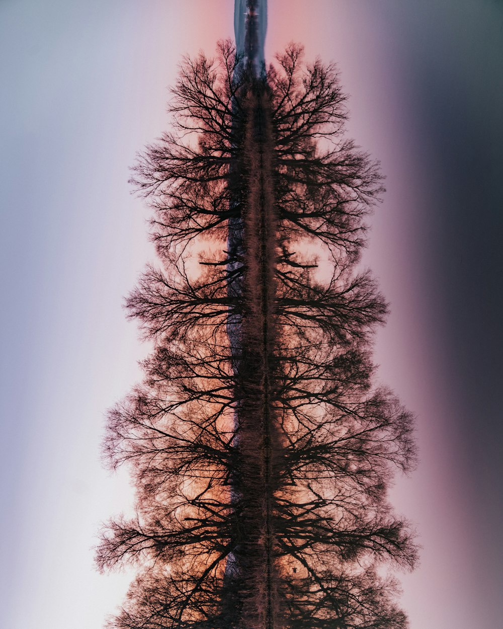 Árbol desnudo marrón bajo el cielo blanco