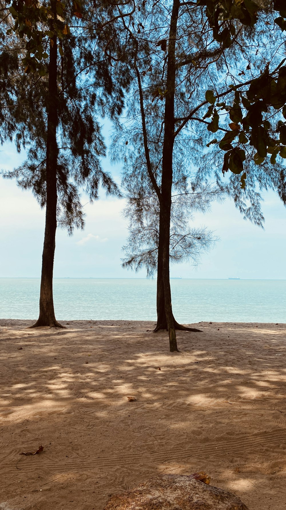 brown tree near body of water during daytime