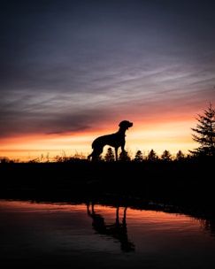 silhouette of man standing on seashore during sunset