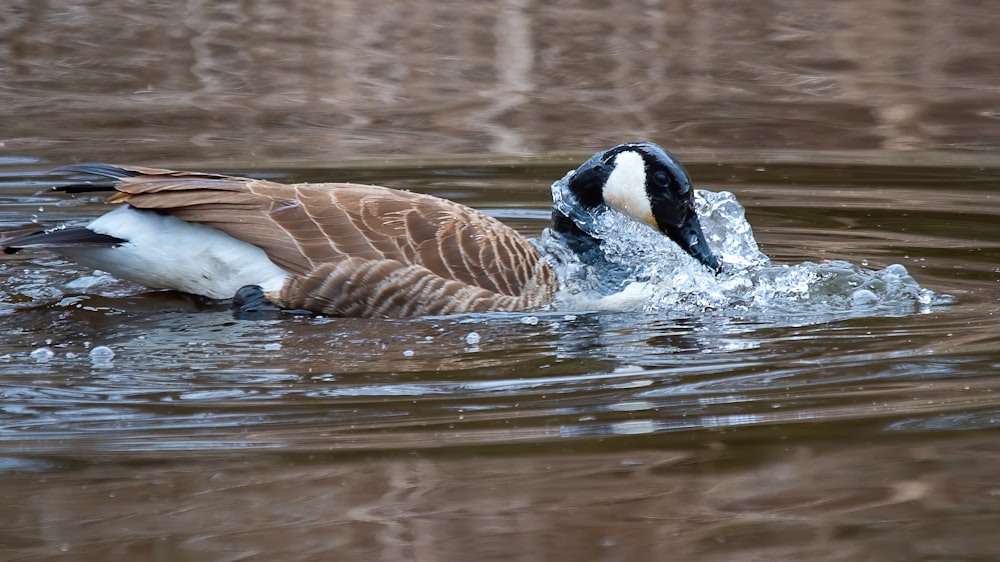 brown and white duck on water