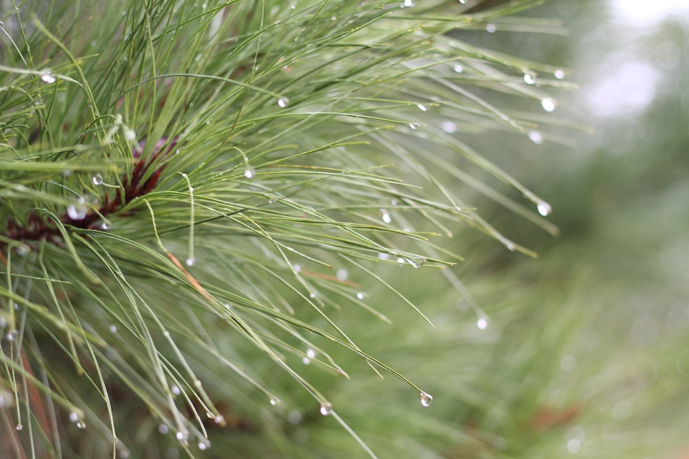 water droplets on green grass during daytime