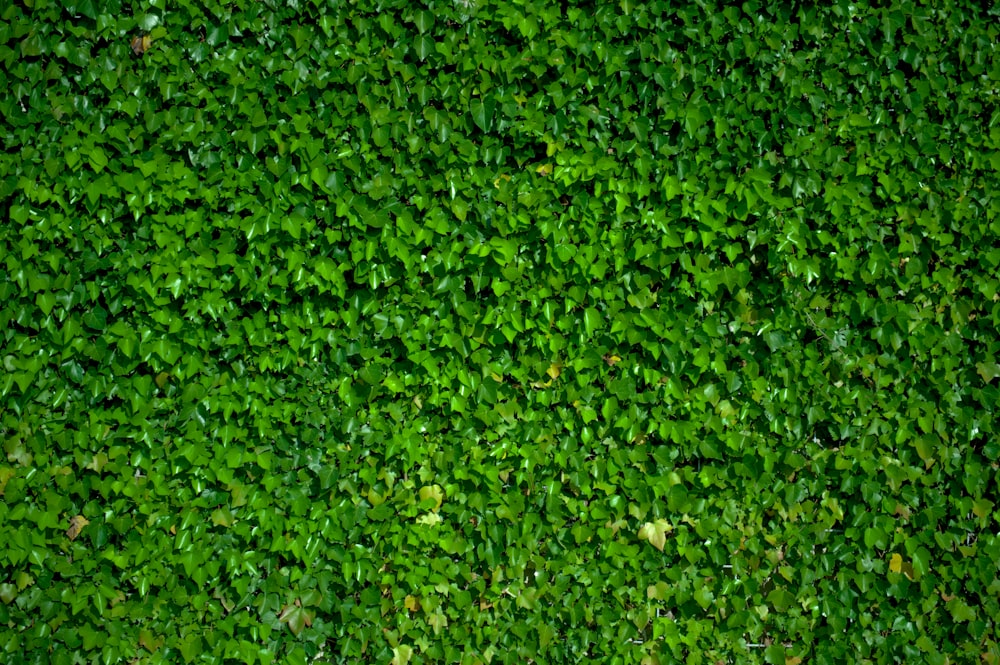 green grass field during daytime