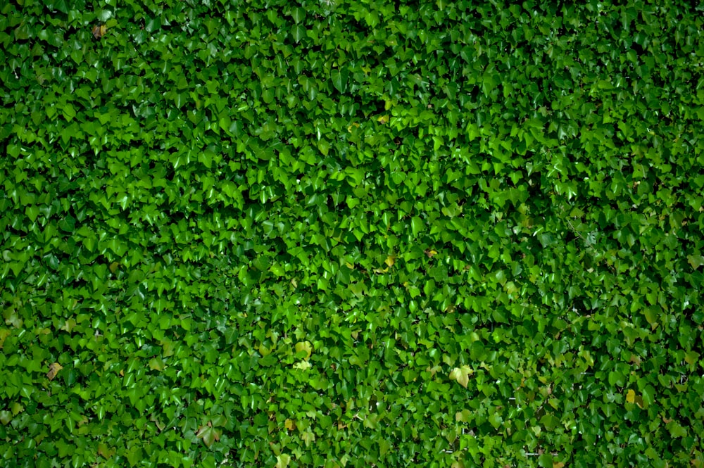 Green Wall Pictures Hq Download Free Images On Unsplash