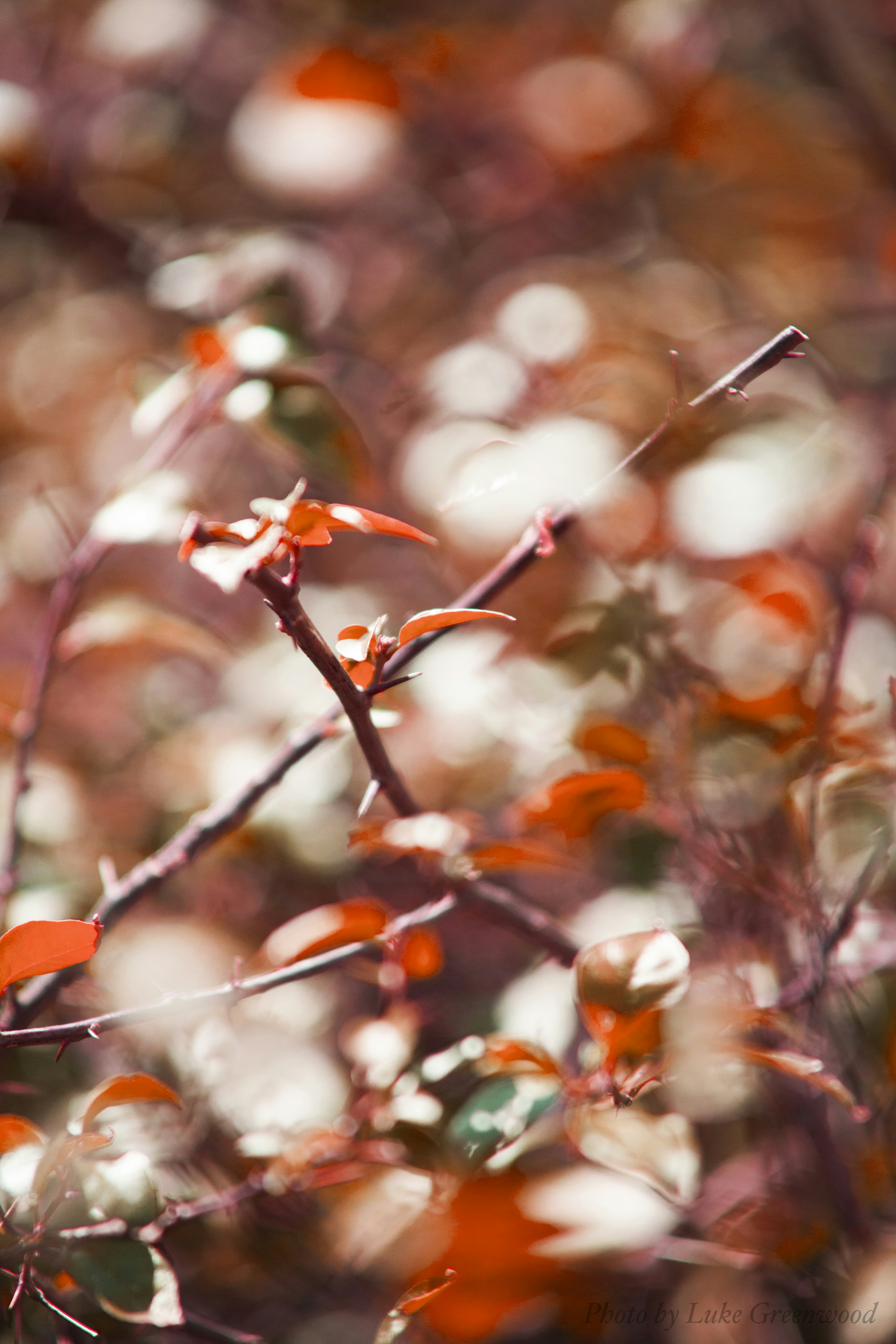 Photo by luke_photography