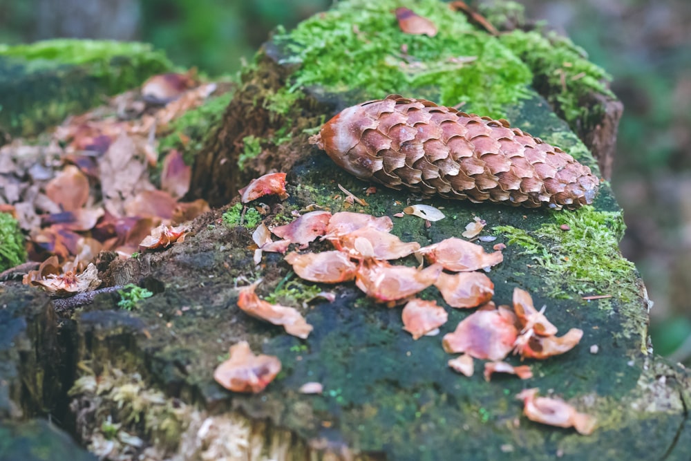 brown dried leaves on green moss