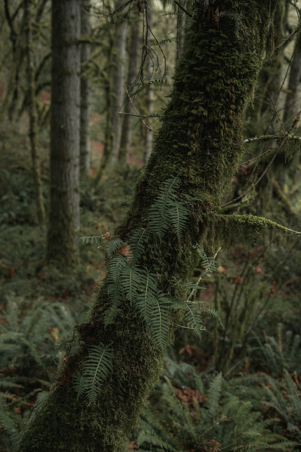 green pine tree in forest during daytime