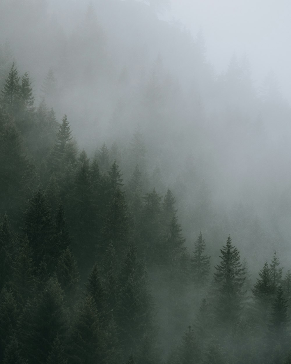 green pine trees covered with fog