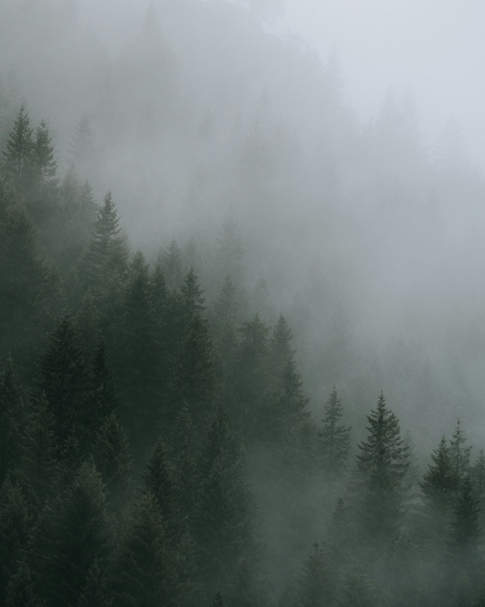 grüne Kiefern mit Nebel bedeckt