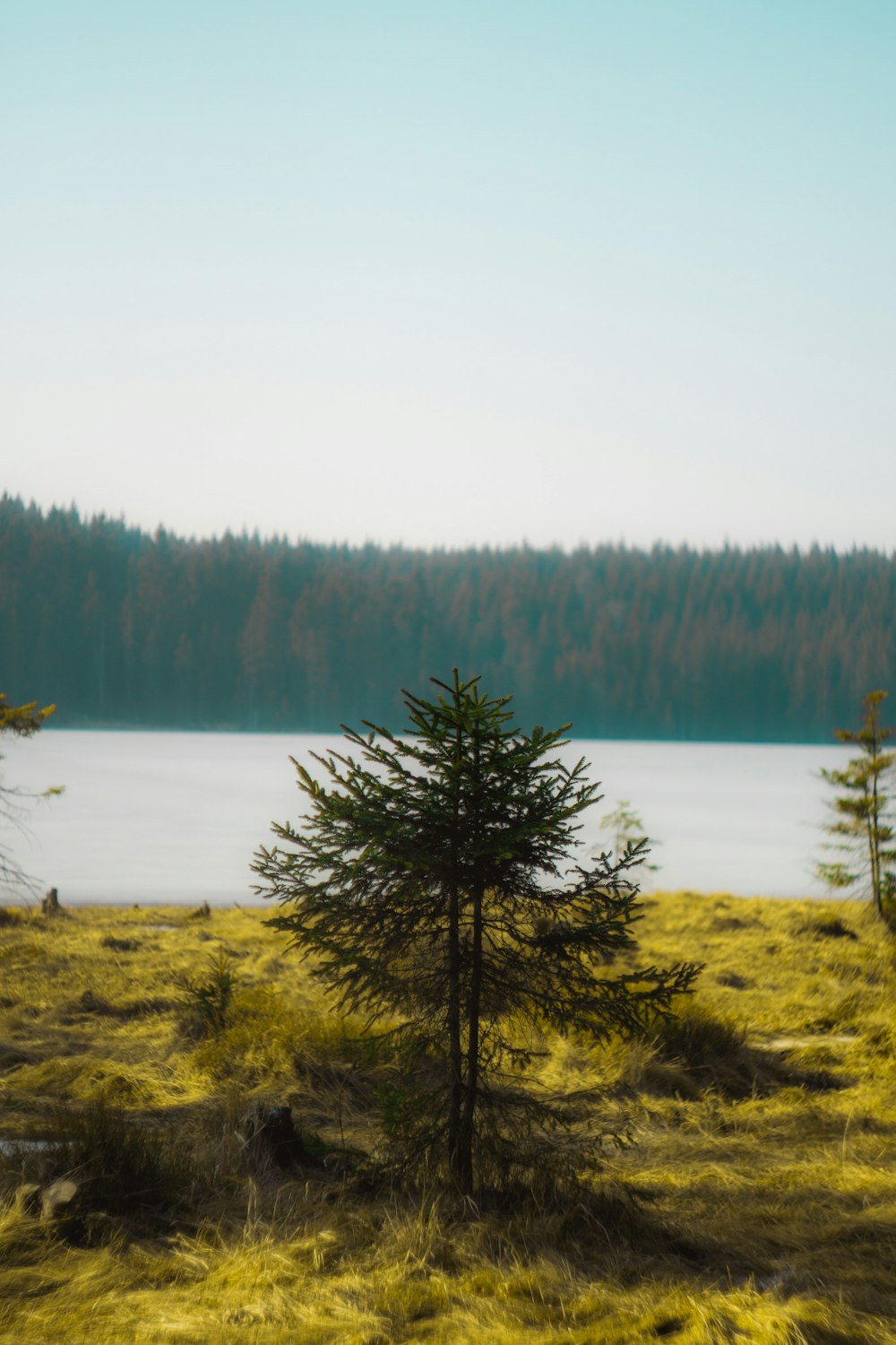 green trees near lake during daytime