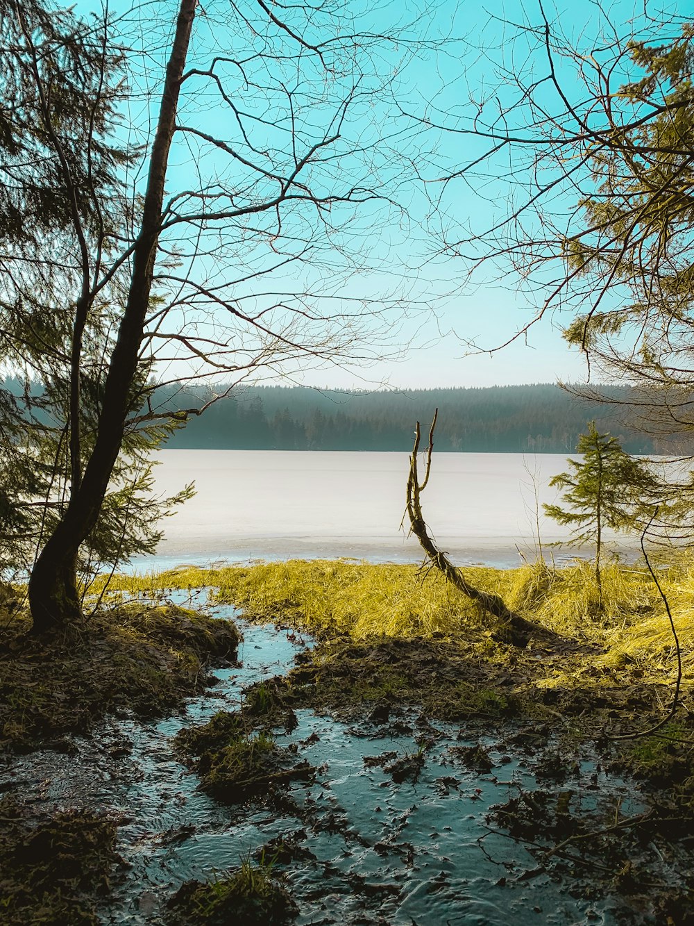 leafless tree on body of water during daytime