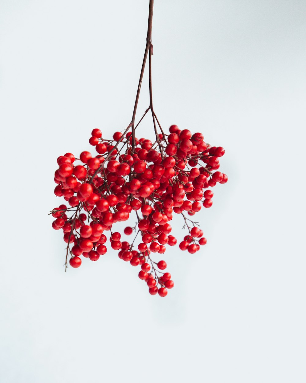 red round fruits on white background