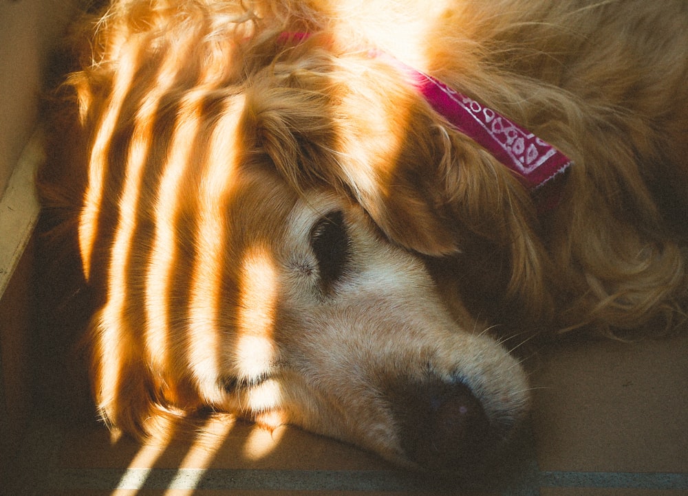 golden retriever lying on floor