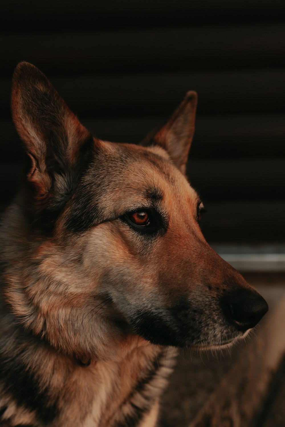 brown and black german shepherd