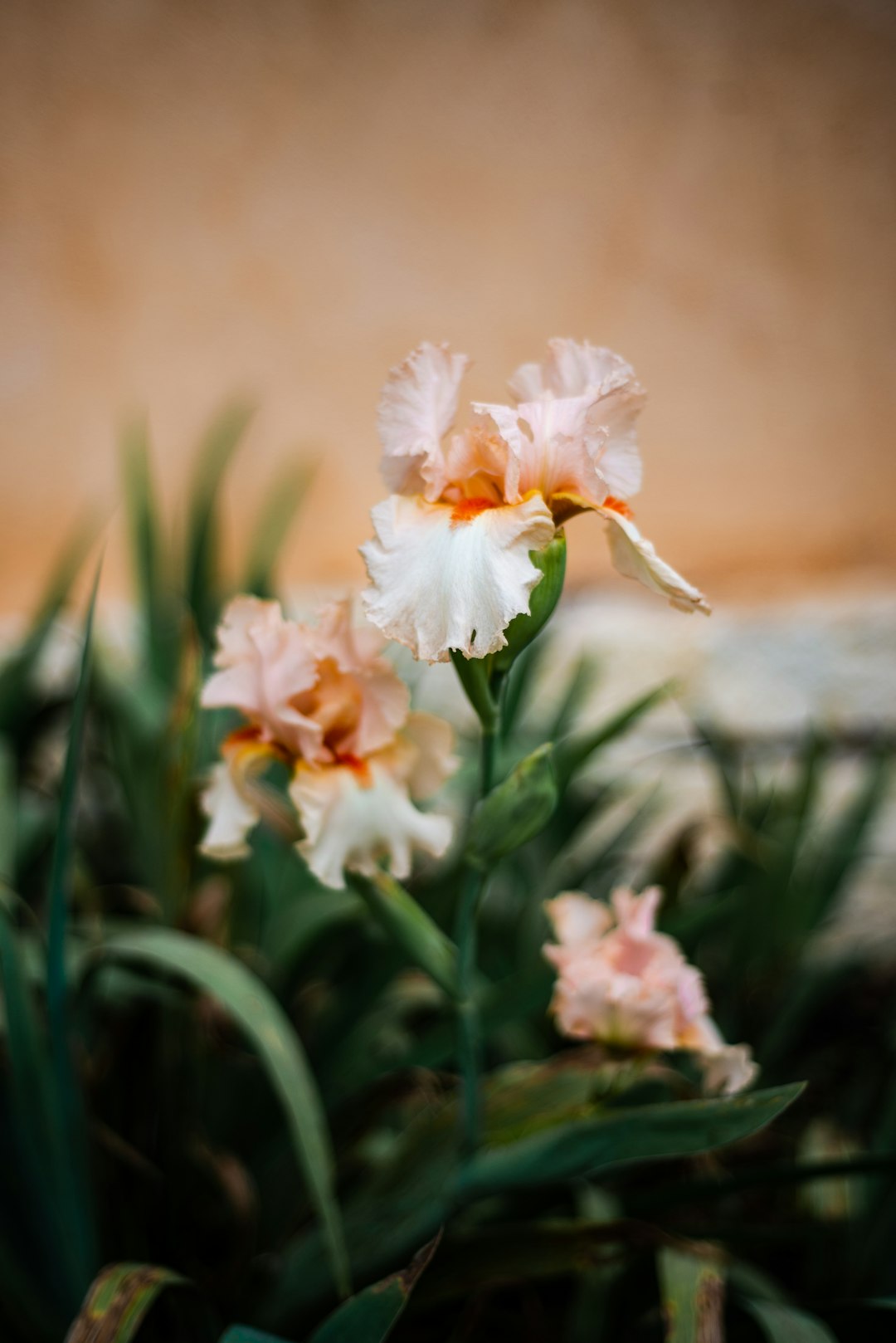 white and pink flowers in tilt shift lens