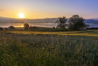 A serene landscape where the sun rises over a calm lake, casting golden reflections on the water. In the foreground, lush green fields of grass and wildflowers gently sway in the morning breeze. Large trees stand silhouetted against the morning mist, adding layers to the picturesque scene. The sky is a gradient of warm oranges transitioning to a soft blue.