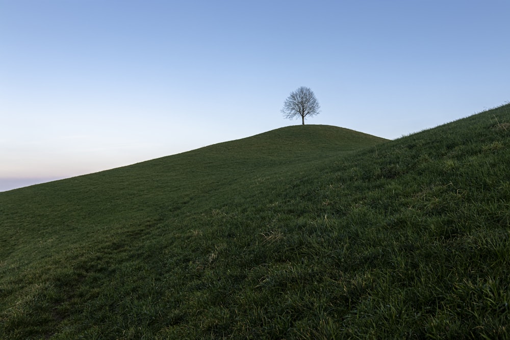 bare tree on green grass field under blue sky during daytime