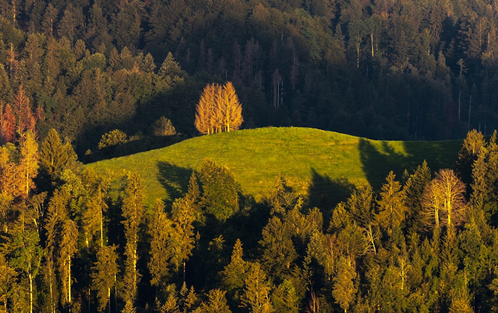 braune Bäume auf grünem Grasfeld tagsüber