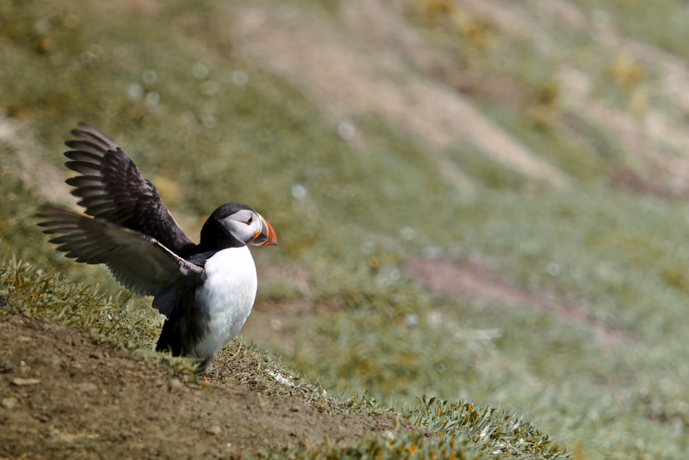 white and black bird on green grass during daytime