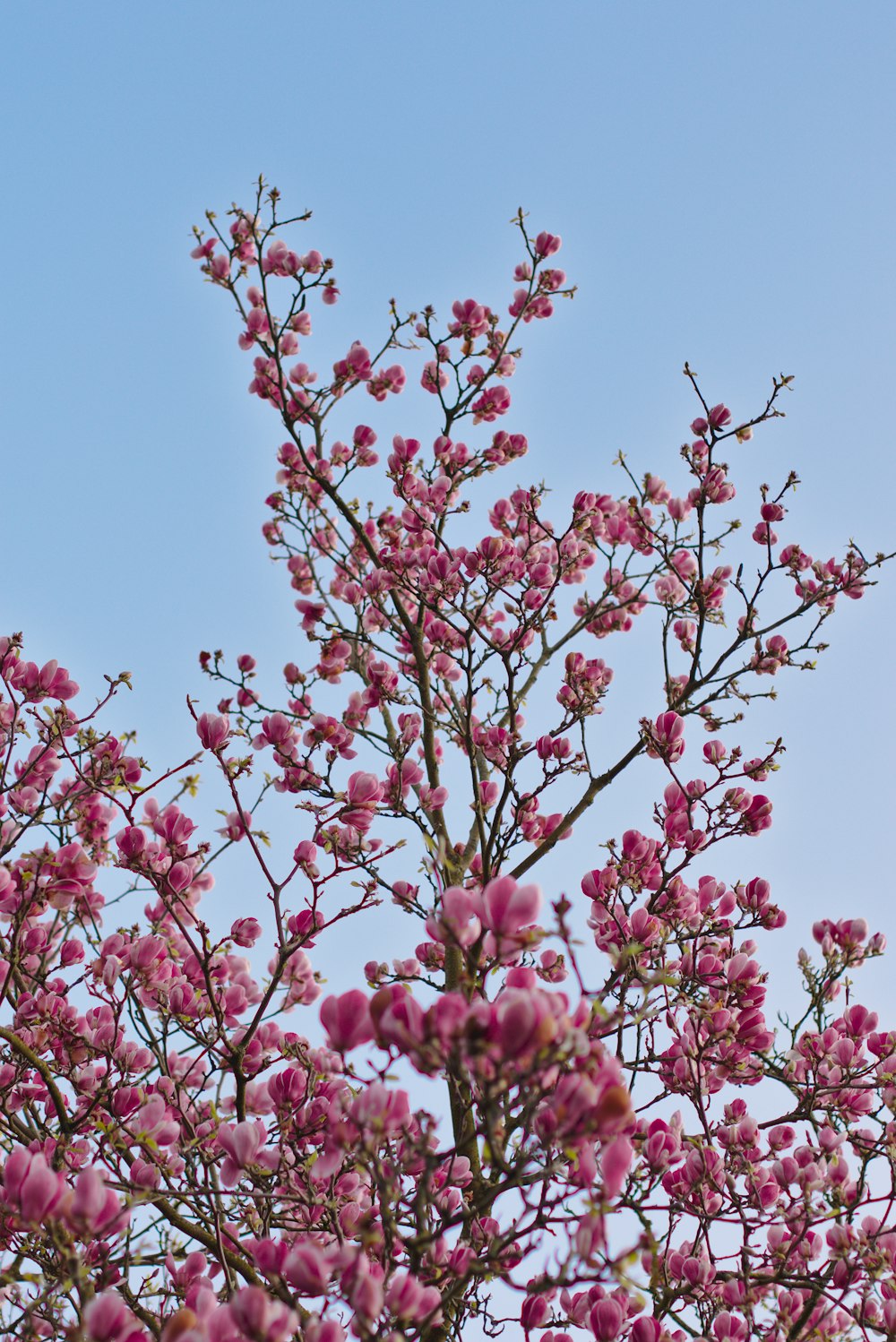 pink and white flowers under blue sky during daytime