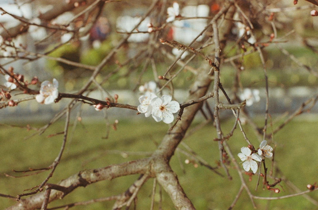 white cherry blossom in close up photography