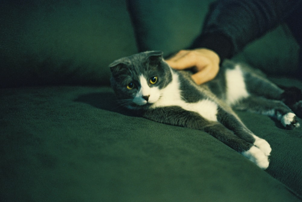 tuxedo cat lying on black textile
