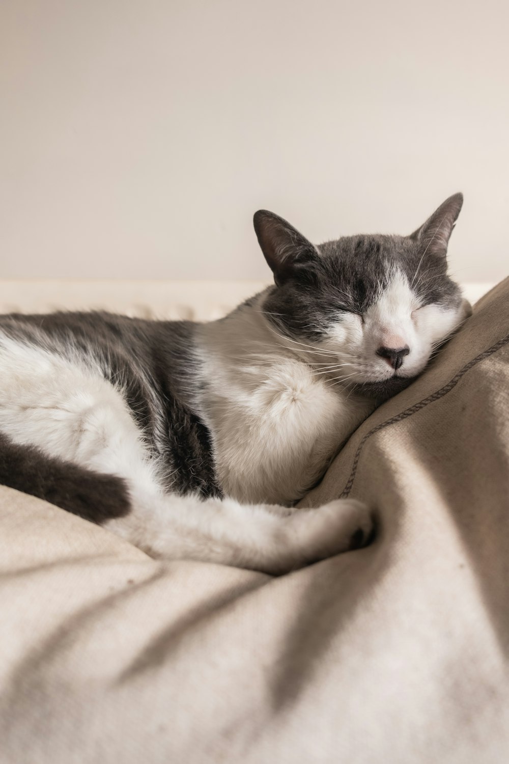 black and white cat lying on brown textile