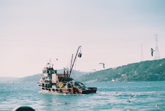 A fishing boat sails on a body of water, surrounded by seagulls in flight. The background features green, hilly terrain and power line towers. The atmosphere appears calm and serene, with sunlight casting gentle reflections on the water.