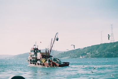 A fishing boat sails on a body of water, surrounded by seagulls in flight. The background features green, hilly terrain and power line towers. The atmosphere appears calm and serene, with sunlight casting gentle reflections on the water.
