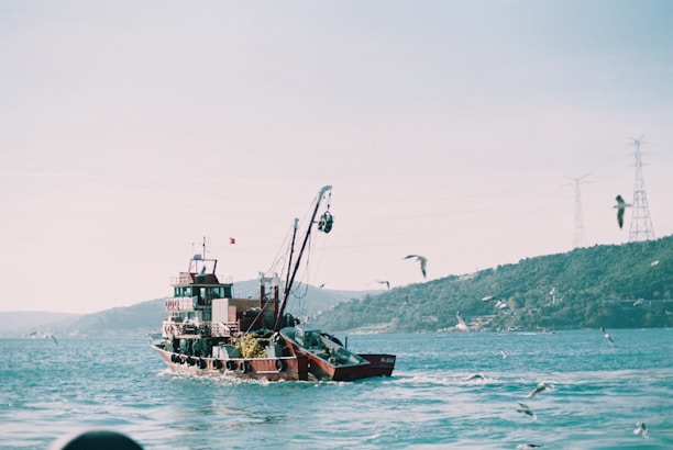 A fishing boat sails on a body of water, surrounded by seagulls in flight. The background features green, hilly terrain and power line towers. The atmosphere appears calm and serene, with sunlight casting gentle reflections on the water.