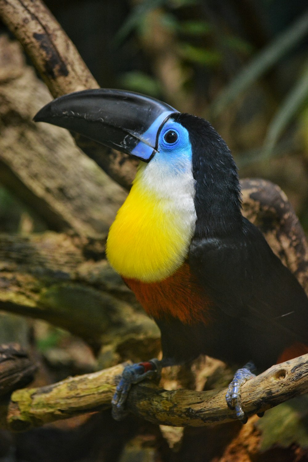 black yellow and green bird