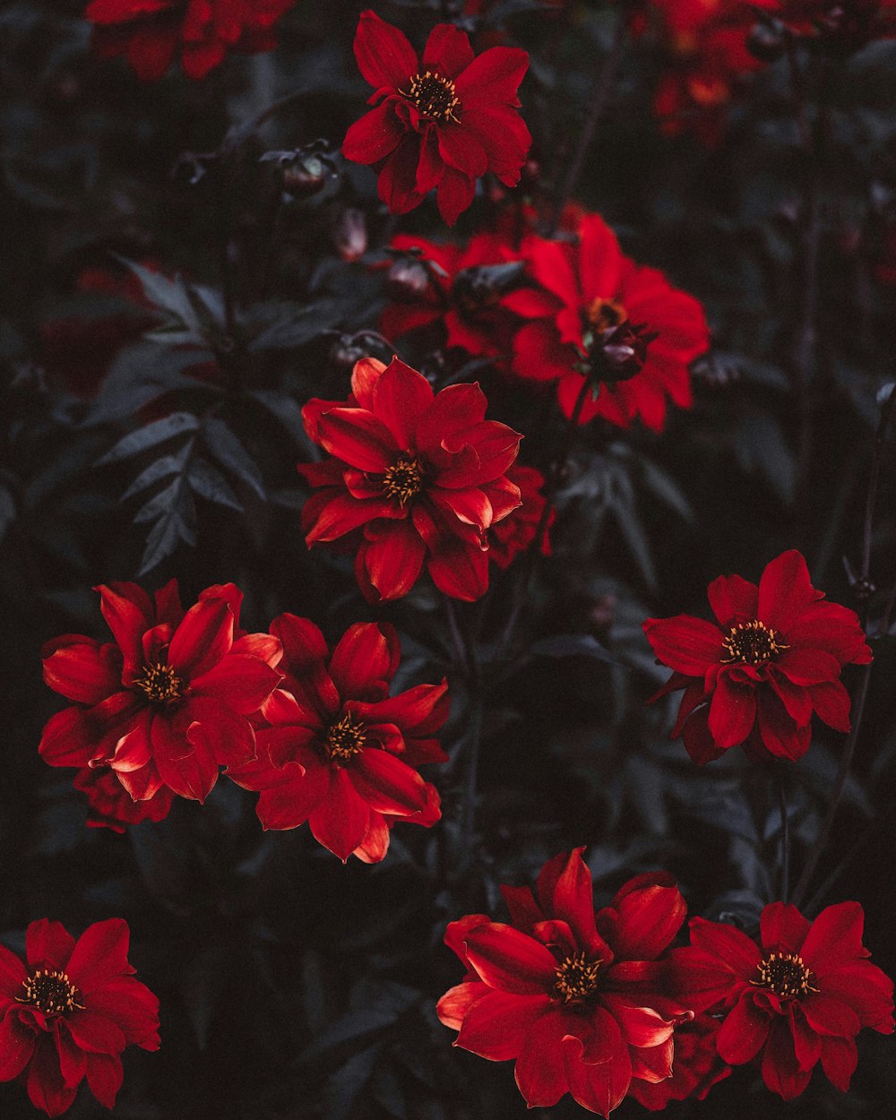 red flowers with green leaves