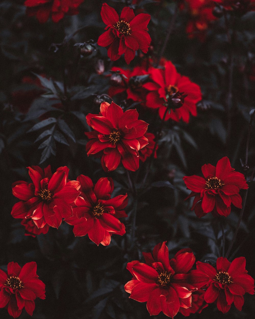 fleurs rouges avec des feuilles vertes