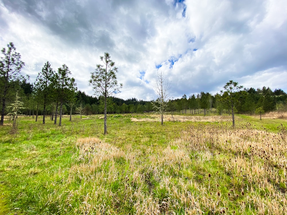 green grass field with trees under white clouds and blue sky during daytime
