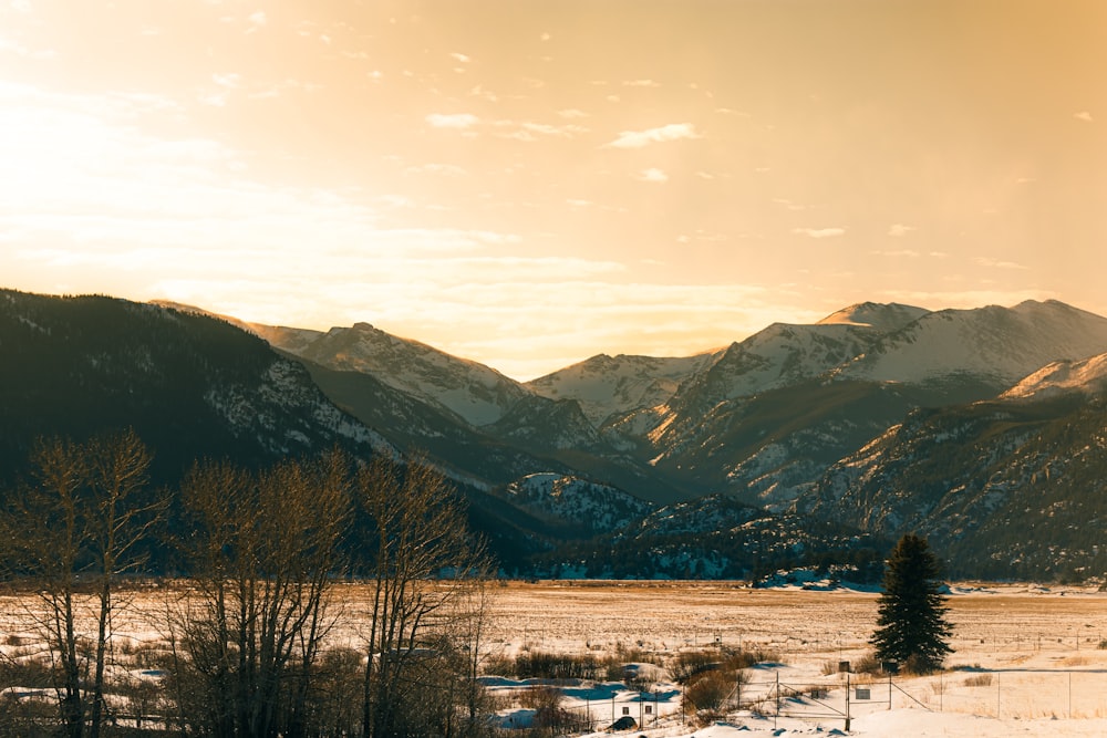 green trees and mountains during daytime