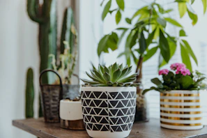 An elegant display of various potted plants on a wooden table with classic black accents.