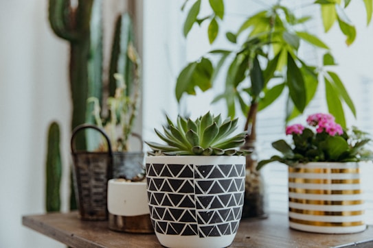 A wooden tabletop displays several potted plants, including a succulent in a black and white patterned pot, a plant with broad green leaves, and a flowering plant in a gold-striped pot. In the background, tall cacti and another plant are visible, enhancing the indoor greenery theme.