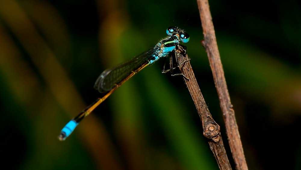 blue and black damselfly perched on brown stem in close up photography during daytime