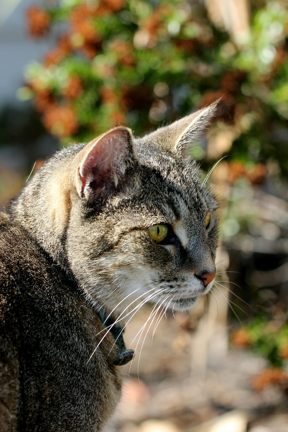 틸트 시프트 렌즈의 갈색 얼룩무늬 고양이