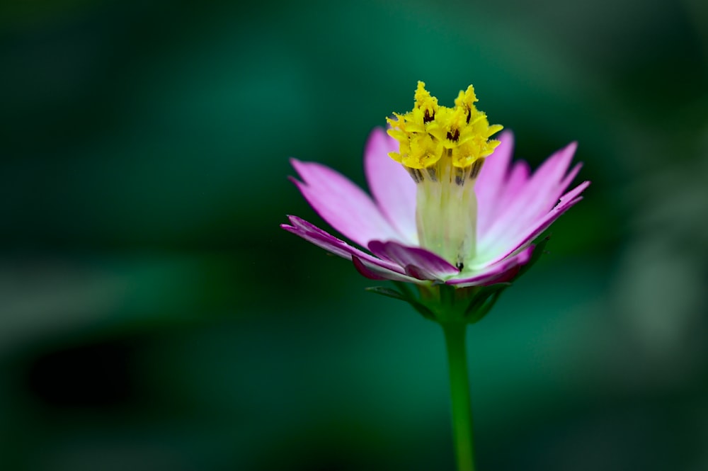 purple and yellow flower in tilt shift lens