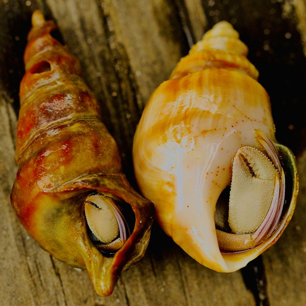 brown sea shell on brown wooden surface