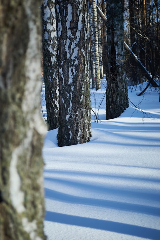 brown tree trunk on snow covered ground in Novosibirsk Russia