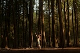 A forest scene with tall, slender trees stretching upwards, creating a serene and natural environment. A person stands in the middle, arms raised, surrounded by sunlight filtering through the canopy.