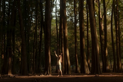 A forest scene with tall, slender trees stretching upwards, creating a serene and natural environment. A person stands in the middle, arms raised, surrounded by sunlight filtering through the canopy.
