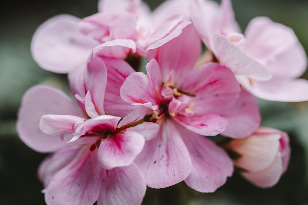 pink and white flower in macro shot