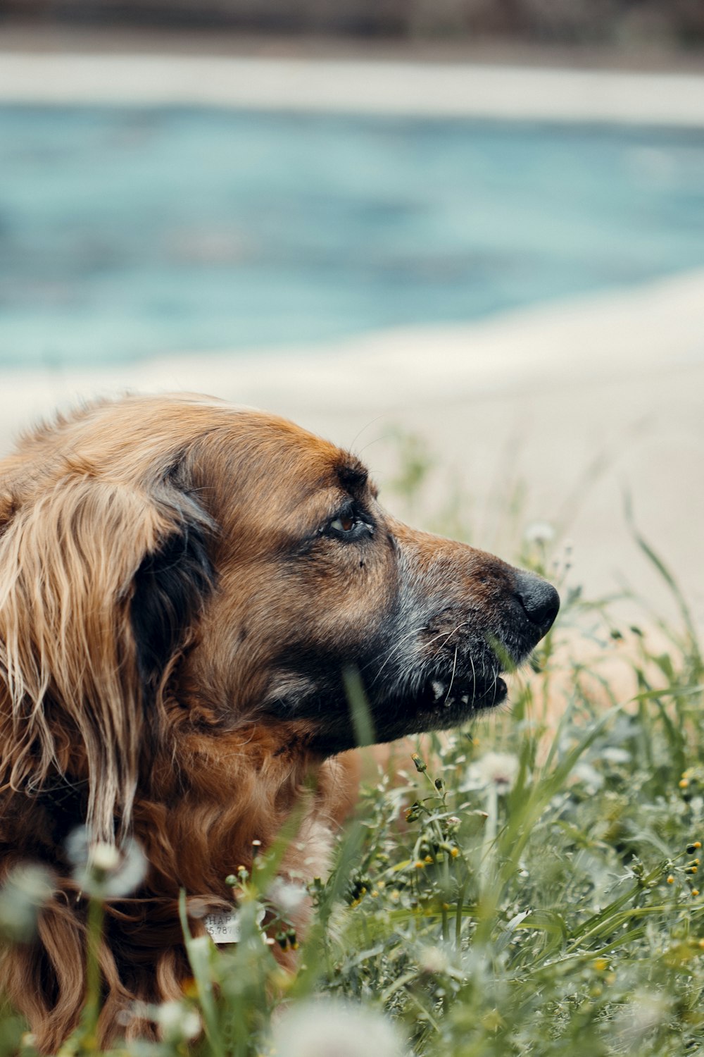 cão marrom e preto de pelagem curta na grama verde durante o dia