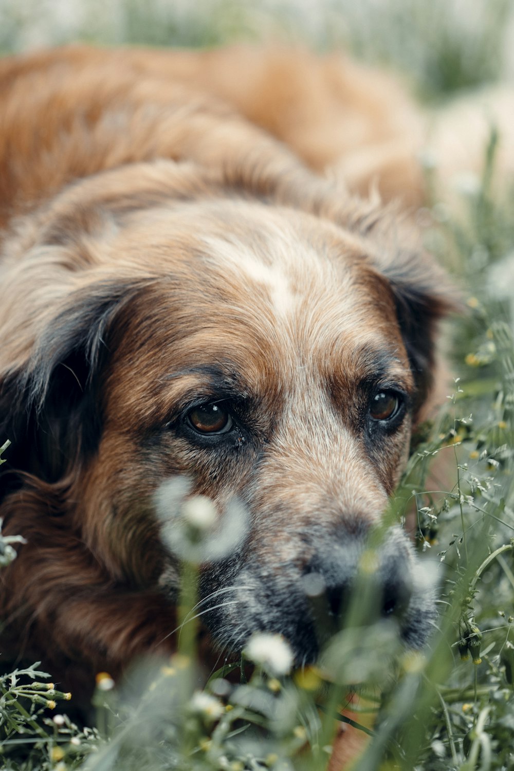 brown and white long coated dog lying on green grass during daytime