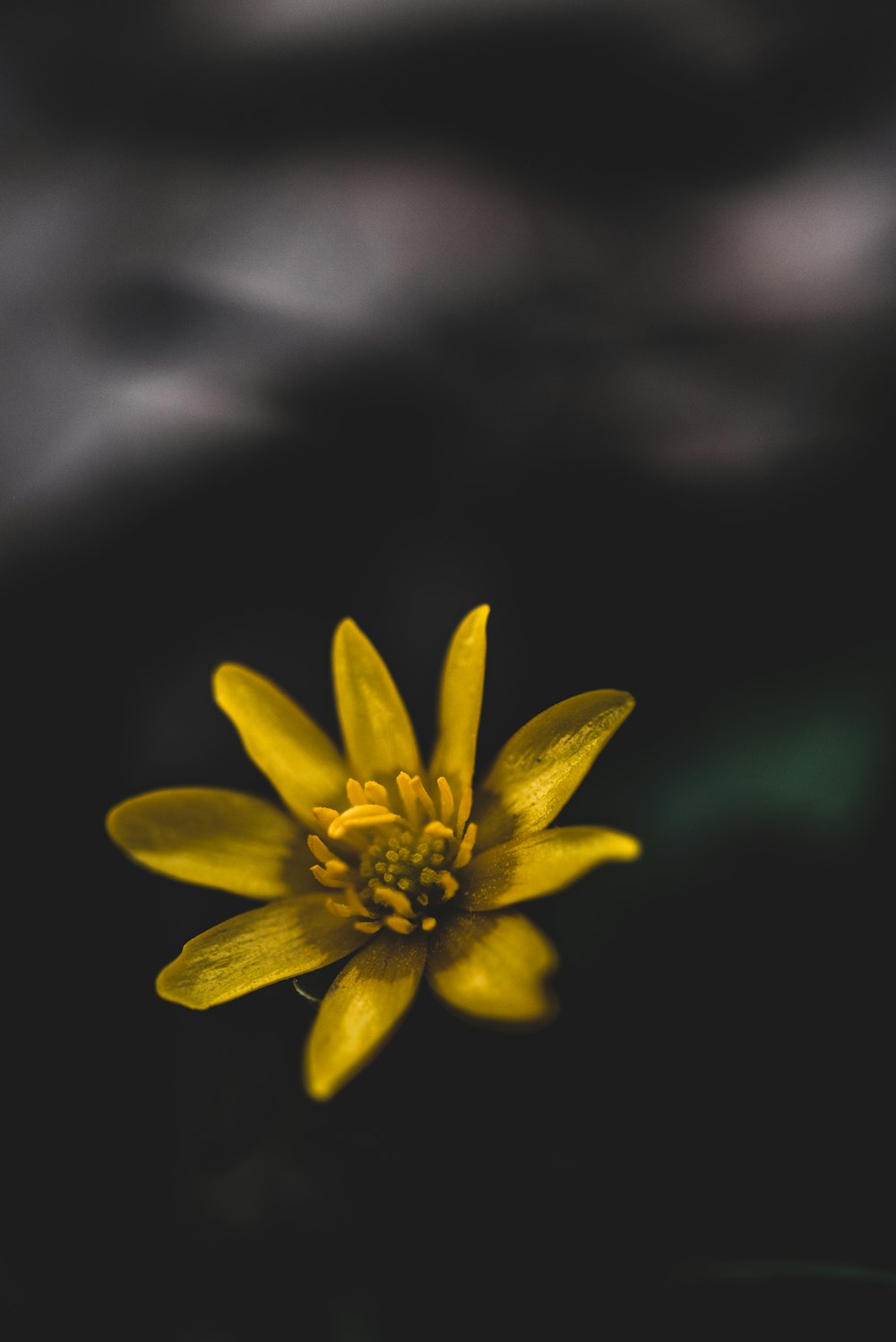 flor amarilla sobre fondo negro