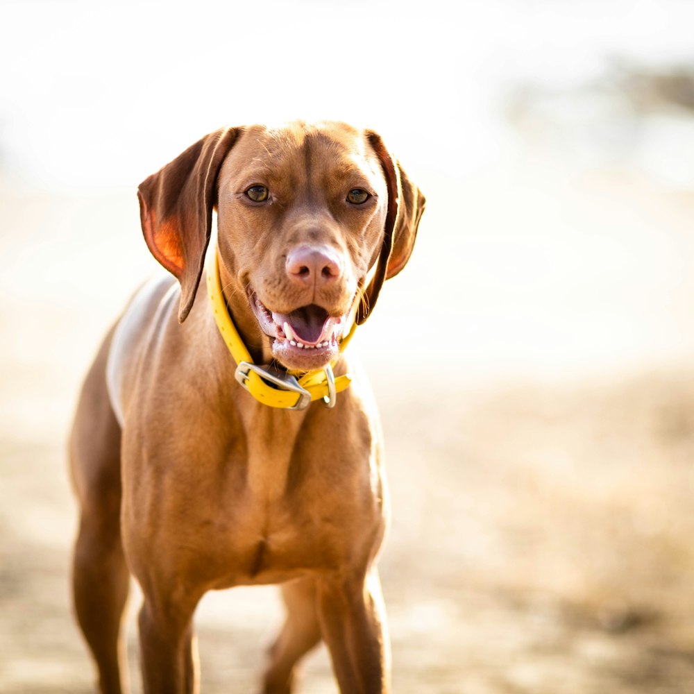 brown short coated dog on brown sand during daytime